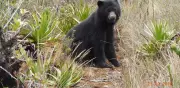 Oso andino recupera su territorio: ocupación subió al 76% en cordillera Occidental