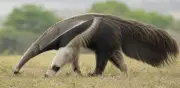 Oso hormiguero gigante reaparece en Brasil tras 130 años