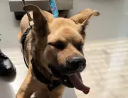 Perro con moquillo necesita cirugía urgente en Bogotá