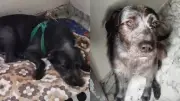Perro criollo muere tras brutal golpiza de dos hombres en Palmira