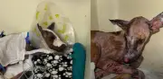 Perro queda ciego tras ataque con soda cáustica en Soledad, Atlántico