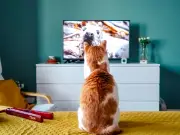 ¿Por qué los gatos se hipnotizan con las pantallas? Explicación científica