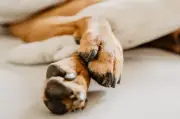 Primeros auxilios para mascotas: cómo actuar en emergencias