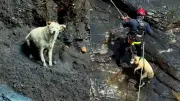 Rescatan a perrita atrapada tres días en risco en Macanal, Boyacá