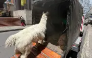 Rescatan llama maltratada en el centro de Bogotá pese a nueva prohibición