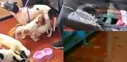Rescatan perrita y sus siete cachorros en Itagüí por maltrato animal