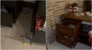 Robo en sede de Águilas Doradas: delincuentes saquean equipos en Llanogrande