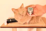 Señales tempranas de diabetes en mascotas: cómo detectarlas a tiempo