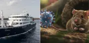 Secuencian genoma completo del hantavirus del crucero MV Hondius: sin mutaciones