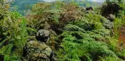 Seis disidentes de Farc mueren en combates con el Ejército en el Cauca; entre ellos un cabecilla