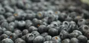 Sello Arándano Colombiano busca fortalecer identidad del producto nacional