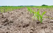 Sequía impacta al agro colombiano: 82 % de pérdidas en el sector