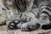 Siete gatos muertos tras jornada de esterilización en Puerto Berrío