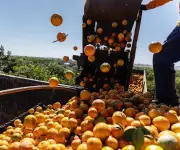 Sube el precio del zumo de naranja por menor cosecha en Brasil
