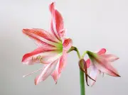 Suegra y nuera: la planta de flores opuestas que conquista hogares