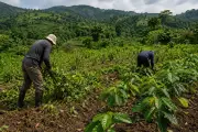 Sustitución de cultivos ilícitos en Colombia avanza con aval de la ONU