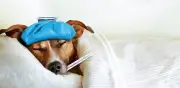 Temblores en perros: alerta veterinaria por enfermedades e intoxicaciones