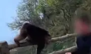 Turista empuja macaco tibetano en Monte Emei y es vetado por tres años