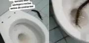 Turista halla enorme ciempiés en el baño de un hotel en Aguachica