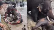Turista muere tras ser pisoteada por elefantes en campamento en India