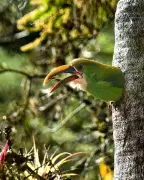 Un viaje al cielo de Santander: biodiversidad en la Reserva Cuchilla del Rayo