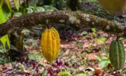 Unritual Cacao Week: primera semana del cacao de especialidad en Colombia