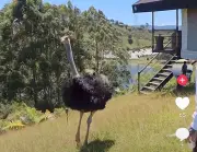 Yeferson Cossio genera polémica al tener un avestruz como mascota en su casa