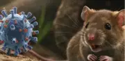 Zoonosis: enfermedades que saltan de animales a humanos desde el Neolítico