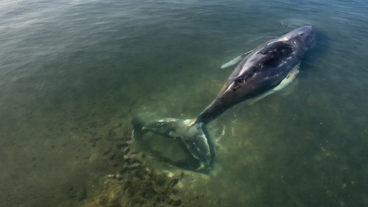 Timmy, la ballena jorobada, recupera su libertad y navega en el mar del Norte