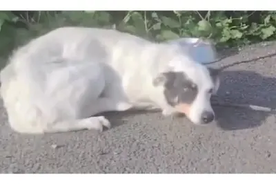 Abandono de perrita Hope en Irlanda genera preocupación en refugio