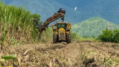 Asocaña denuncia ataque armado contra trabajadores de caña en Cauca