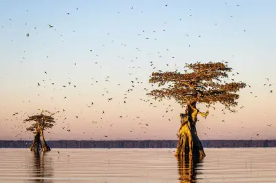 Bandadas grandes de aves migratorias cometen menos errores de navegación