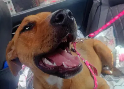 Blue, perrita de 8 meses, busca hogar urgente en Bogotá