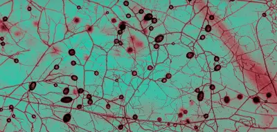 Científicos crean el primer mapa global de hongos subterráneos