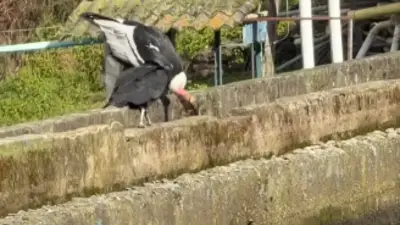 Cóndor andino pesca trucha en Salento: un comportamiento sorprendente