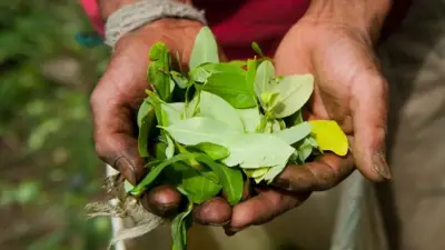 Colombia cerró 2024 con 261.000 hectáreas de coca, un aumento del 3,5 %