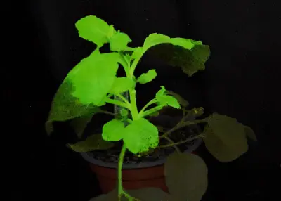 Crean plantas que brillan para detectar virus en cultivos antes de síntomas