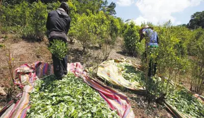 Cultivos de coca en Colombia alcanzan 261.000 hectáreas en 2024, la cifra más alta en 14 años