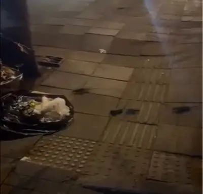 Denuncian aumento de roedores en el Parque de la 93 de Bogotá