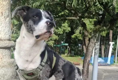 Desaparece perro Morgan en Bogotá: familia pide ayuda para encontrarlo