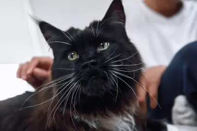 Desparasitación: clave para la salud de mascotas y humanos