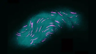 Espermatozoides de mosca de la fruta: cómo evitan enredarse siendo 40 veces más largos que humanos