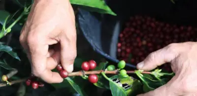 Gobierno prorroga por cinco meses contrato del Fondo Nacional del Café