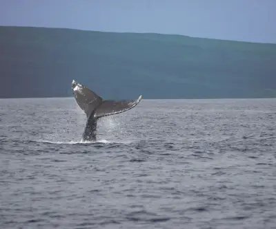Hasta 8.000 ballenas llegarán al Pacífico en temporada que espera más de 30.000 turistas