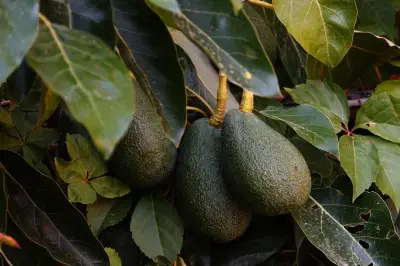 Hojas de aguacate: usos culinarios, propiedades y lo que dice la ciencia