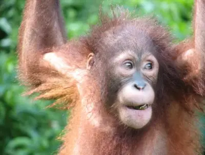 La risa revela cómo evolucionó el control vocal humano hace 15 millones de años