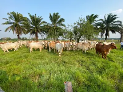 Ley de trazabilidad ganadera: así se busca combatir la deforestación en Colombia