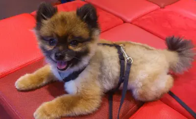 Los peligros de las mascotas 'tacita de té': problemas de salud ocultos