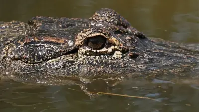 Niño en estado crítico tras caer en foso de cocodrilos en zoológico de Reino Unido