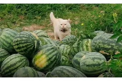 Pearl, la gata que vigila cultivos de sandía en Tailandia y es viral
